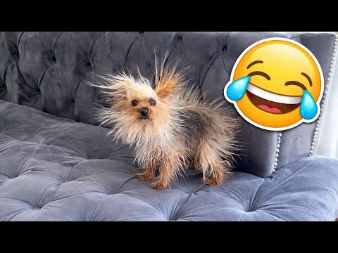 1 Hour of the FUNNIEST Cats & Dogs š | Try Not To Laugh!
