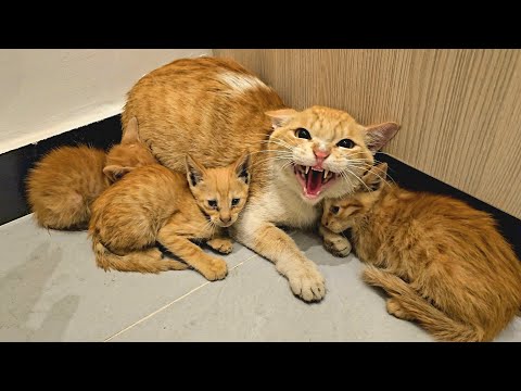 A Stray Cat Brings Her Kittens into Home, Afraid The Owner Will Reject Them