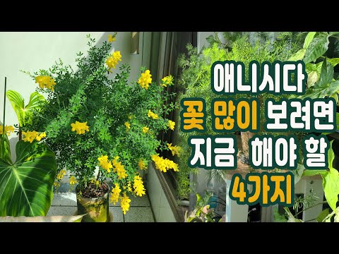 애니시다 키우기, 봄에 꽃 많이 보려면 해야 할 4가지 ( 분갈이, 과습, 가지치기, 꽃피우기, 베란다 화분 쉽게 월동  하는 겨울철관리 방법)