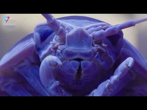 The most unusual creatures on planet Earth