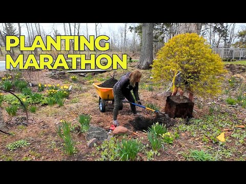 11 trees & shrubs, 2 people, 1 day