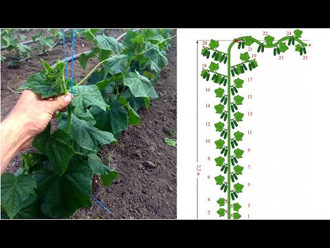 Формирование огурца в один ствол для большого урожая