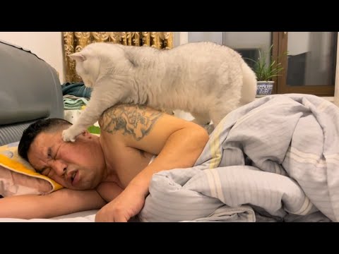 Cats being weird for no reason