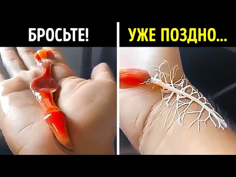 Учёные предупреждают: эту природную «особенность» трогать опасно