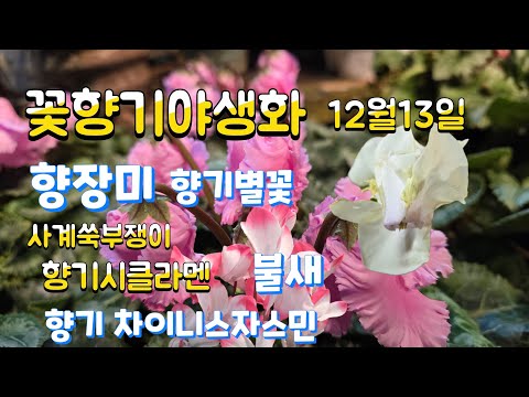 2025년 12월 13일 #향장미 #사계장미 #향기별꽃 #폼폼국화4종 #공기정화식물 #gardening  #사계쑥부쟁이   #라케라니아  #꼬불이시클라멘  #분홍이중,노랑시클라멘 