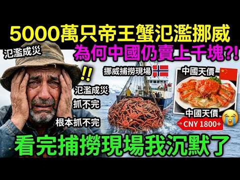 5000萬只帝王蟹氾濫挪威，為何中國仍賣上千塊？看完捕撈現場我沉默了
