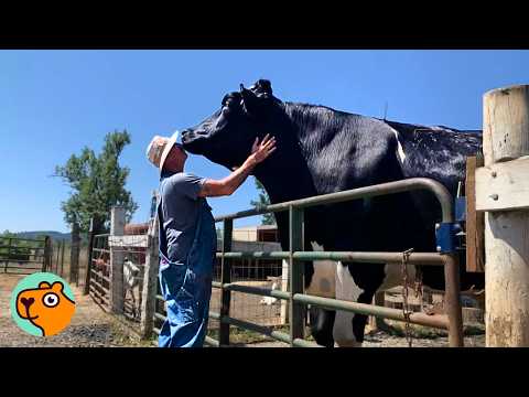 Tallest Bull Doesn’t Know How Big He Is And Wants Cuddles | Cuddle Buddies