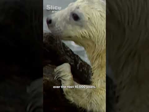 Inside Sea Shepherd’s Seal Sanctuary | SLICE WHO