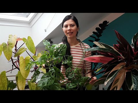 Монстера Адансона простой уход, результат и мои мечты🌈