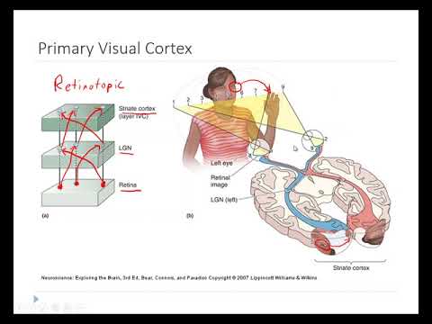 OSSM Neuro Chapter 10 - Primary Visual Cortex