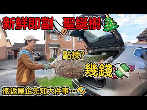新鮮即劏🪚聖誕樹|幾錢?點揀?|搬返屋企先知大件事…🤣🎄