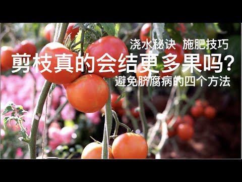 Will tomato pruning really bear more fruit?