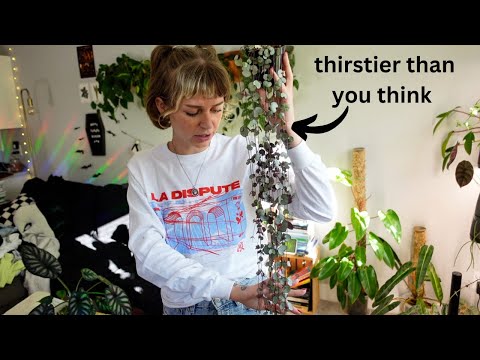 🌿 learn from my mistakes! string of hearts/ceropegia care, collection, tips + tricks 🌿