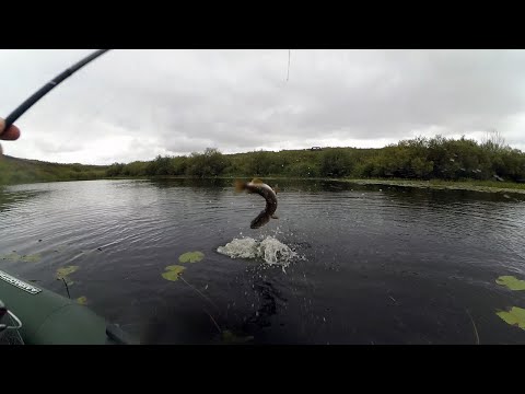 PIKE DRAINER! Pike fishing with a spinnerbait and a Croatian egg in the grass