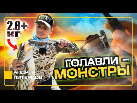 ОГРОМНЫЕ ГОЛАВЛИ С КАЖДОГО ЗАБРОСА! Лучшая голавлевая рыбалка в жизни!