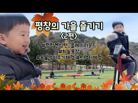 2025 평창여행 Vlog 2편 / 양떼목장 췤췤 / 하늘목장 / 먹이체험&트랙터체험