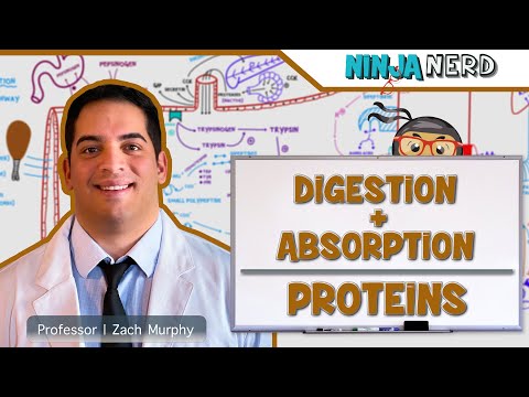 Gastrointestinal | Digestion & Absorption of Proteins