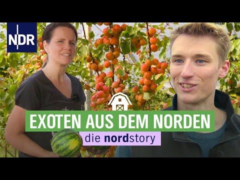 Leckere Aprikosen, Wassermelonen und Aronia made in Schleswig-Holstein | die nordstory | NDR