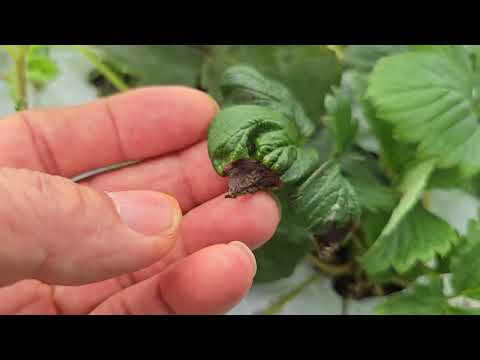 황금알농법 거창 딸기 돈버는농사 시들음병 잿빛곰팡이 짝병 위황병 팁번