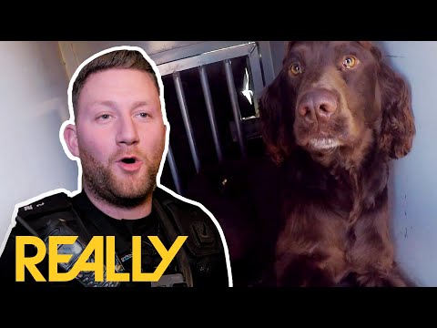 Sniffer Dog Accidentally Drinks Bong Water! | Dog Detectives