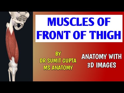 MUSCLES OF FRONT OF THIGH