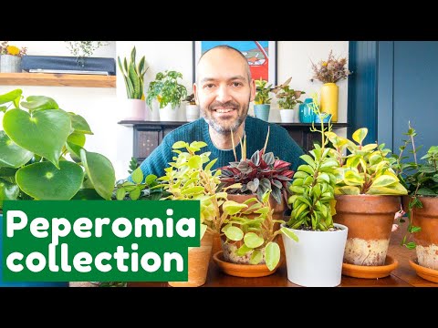 Why Everyone Needs Peperomias In Their Collection