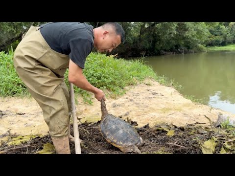 花一顿饭钱包下一个荒废已久的甲鱼塘，里面居然有这么大的甲鱼#户外 #捕鱼 #三农 #农村生活 #捉鱼#catchingfish #fishing #outdoor#rurallife