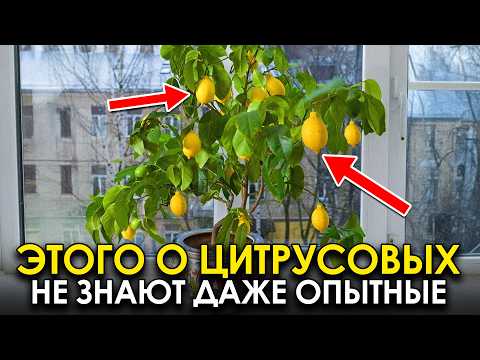SECRETS of caring for CITRUS FRUIT: what is IMPORTANT to know?