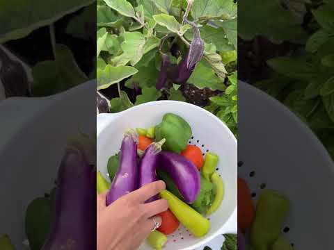 Gardening in Canada! My secret tips