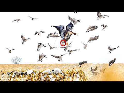 NORTH DAKOTA CORN FIELD SNOW HUNT PLUS A BAND! (Limited Out)