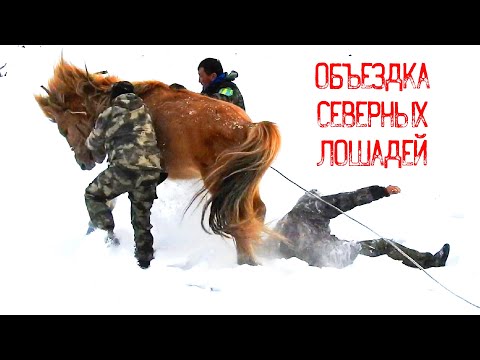 Breaking in wild horses! The Northern method