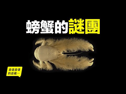 為什麼說進化的終點是螃蟹?原來,至少有5類史前蟲子進化成了螃蟹……|自說自話的總裁
