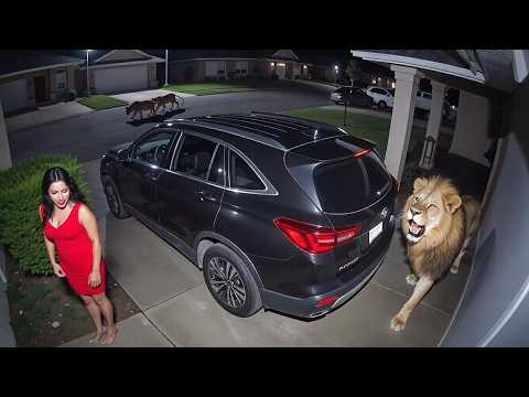 Interesting Animal Moments Caught on Camera