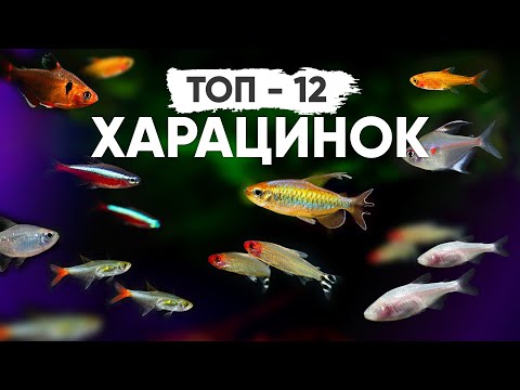 Characin aquarium fish - a large selection