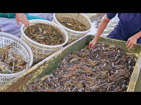 300 Kilogram！A bumper Harvest of Crayfish, Spicy Crayfish Cooking/大豐收！澳洲小龍蝦捕撈, 麻辣小龍蝦, 古早味龍蝦粥/台灣美食