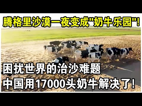 中國將17000頭奶牛放入騰格里沙漠后，神奇的一幕發生了！奶牛所到之處，沙漠一夜變草原？