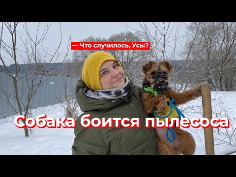 Что случилось, Усы? Собака боится пылесоса