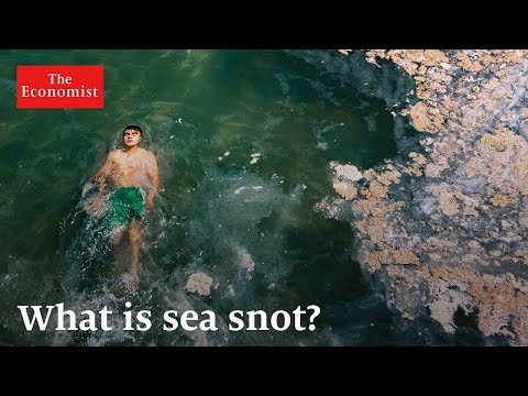 Dead zones: how chemical pollution is suffocating the sea
