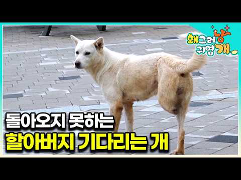 A dog stuck in a ruined container, chased by villagers on three legs. │#WhyYouAreSoCute
