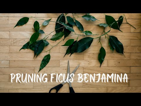 Pruning Ficus Benjamina | Pruning | Propagation
