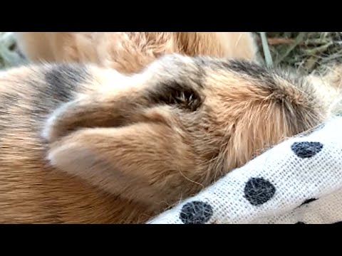 I took home a dumped bunny. Then things got weird.