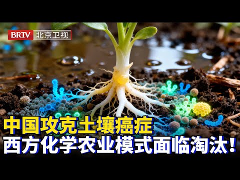 2025最新|中国攻克土壤癌症！抗重茬制剂增产20%创纪录，推广突破七千五百万亩，西方化学农业模式面临淘汰！【为你喝彩】