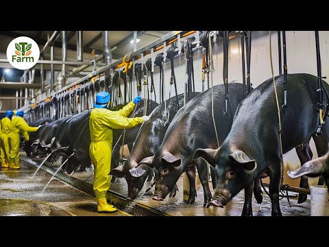 How Farmers Earn $30 Billion From Raising and Processing Black Pigs | Processing Factory
