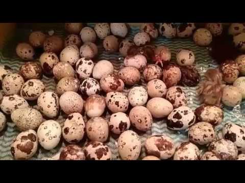 Инкубация перепелов, как сохранить перепелят. Пособие для новичков.