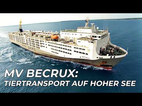 MV Becrux: 16,000 Rinder auf Hoher See | Megaschiffe | Free Documentary Deutsch