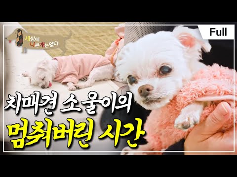 [Full] 세상에 나쁜 개는 없다 - 치매견 소울이의 멈춰버린 시간
