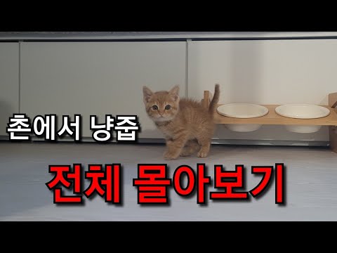 몰아보기. 배수구에 갇힌 새끼고양이를 주워왔습니다.
