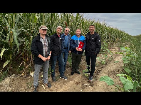 Гибриды Limagrain реально хороши? 🌽🌽🌽