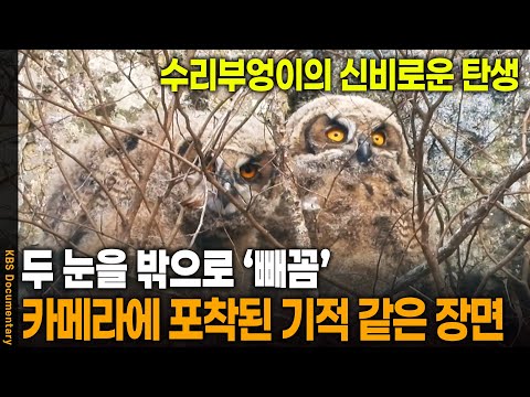 눈을 뗄 수가 없다! 카메라에 포착된 아기 수리부엉이 | KBS 20220324 방송