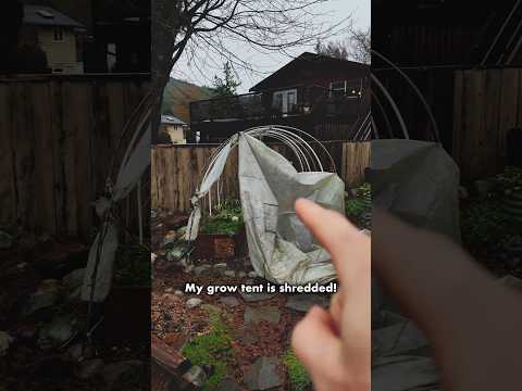 BC Greenhouses we really should replace this miserable grow tent 🙊🙏🏻😍